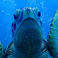 Sea ​​turtle