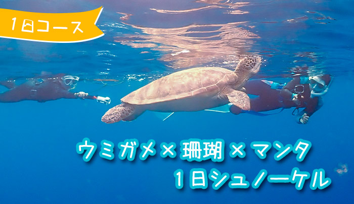 ウミガメ×珊瑚×マンタシュノーケル １日コース