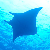 Manta ray
